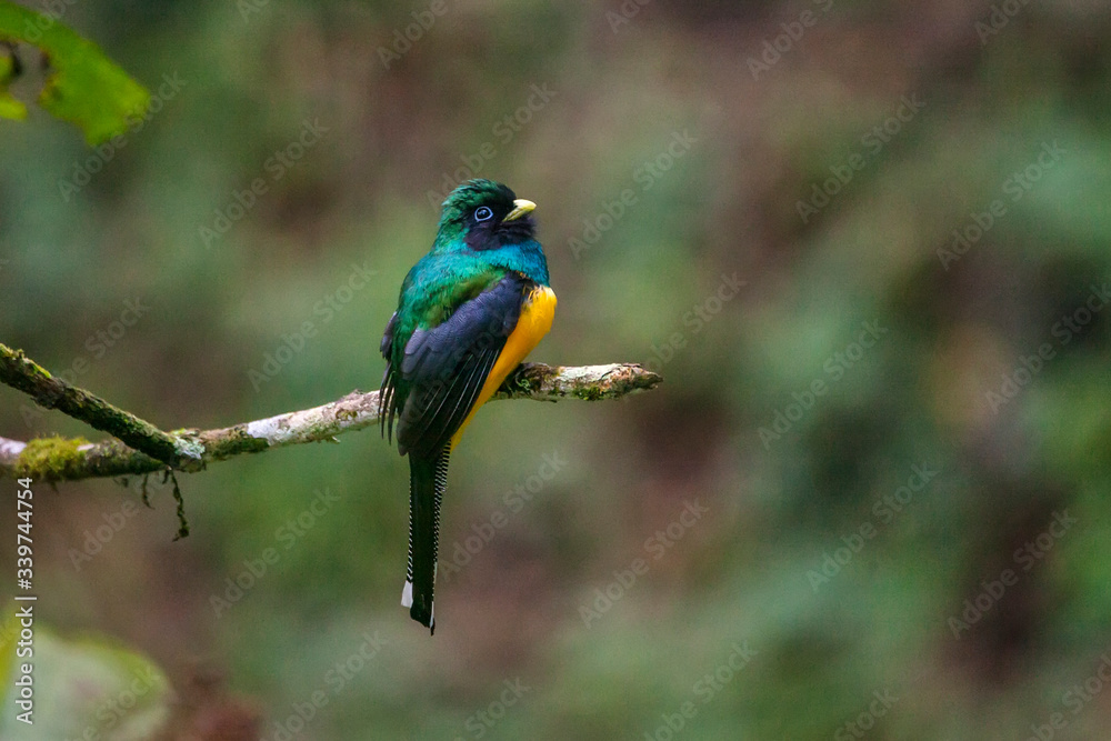 Black throated Trogon photographed in Vargem Alta, Espirito Santo. Southeast of Brazil. Atlantic Forest Biome. Picture made in 2018.