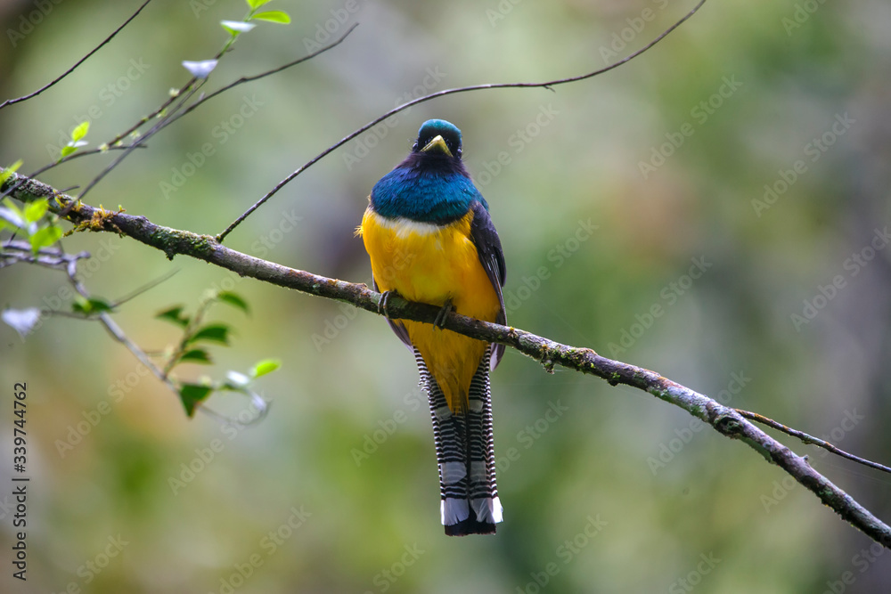 Black throated Trogon photographed in Vargem Alta, Espirito Santo. Southeast of Brazil. Atlantic Forest Biome. Picture made in 2018.