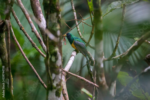 Black throated Trogon photographed in Vargem Alta, Espirito Santo. Southeast of Brazil. Atlantic Forest Biome. Picture made in 2018.