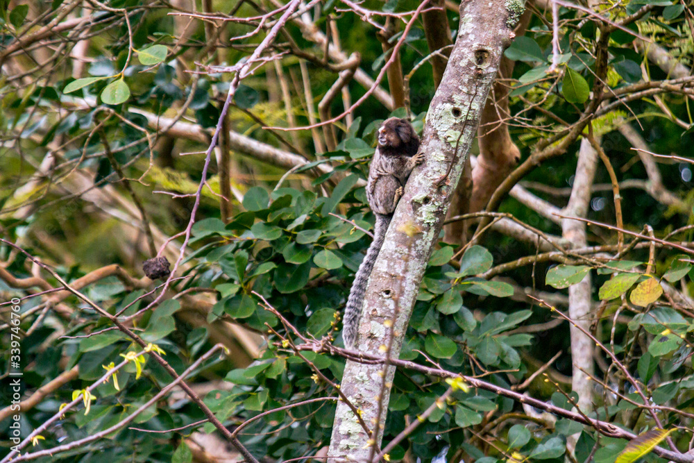 Black Tufted ear Marmoset photographed in Florianopolis, in Santa Catarina. South of Brazil. Atlantic Forest Biome. Picture made in 2018. Black Tufted ear Marmoset photographed in Florianopolis, in Santa Catarina. South of Brazil. Atlantic Forest Biome. Picture made in 2018.