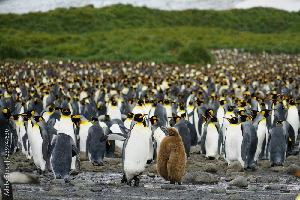 Obraz premium King Penguin Baby in Colony