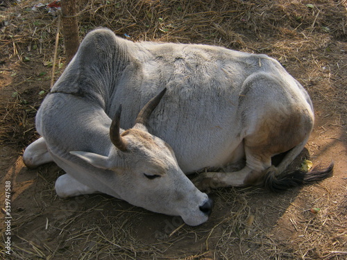 cow in a field relaxing. 
