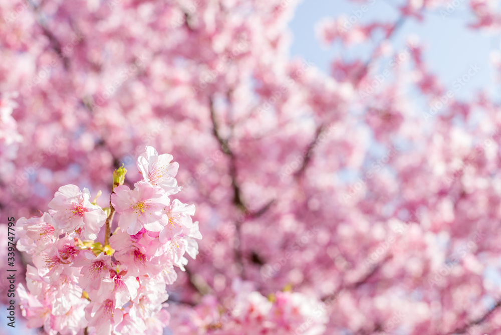 ピンクの河津桜の花のアップ