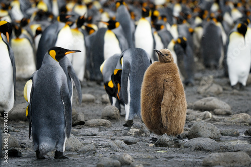 King Penguin Chick Among Adults