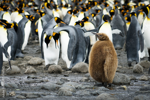 King Penguin Chick in Colony