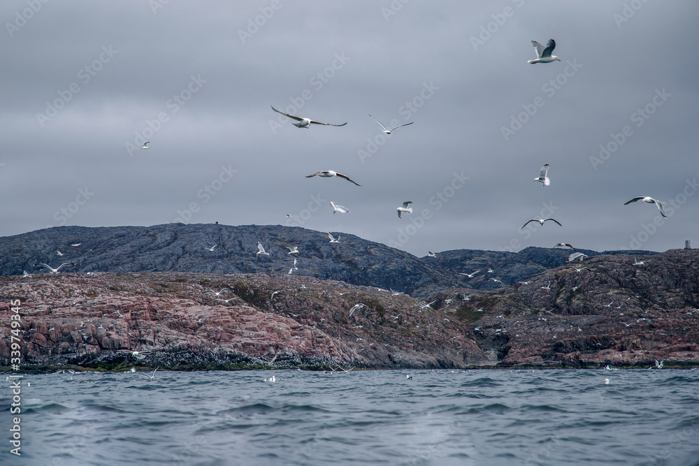Fototapeta premium view of flying gulls sea and rocks
