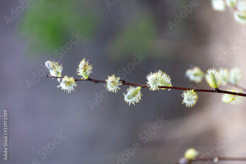 willows close up photo