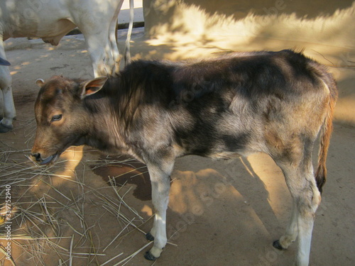 A village calf