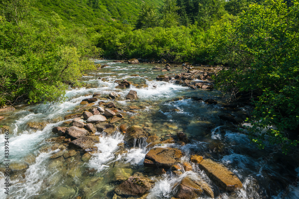 Fototapeta premium creek in wooded valley