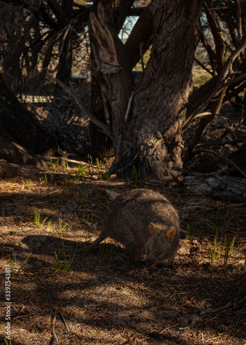 Cute little Quokka closeup looking for food on Rottnest Island, Western Australia. This animal looking like a tiny kangaroo is only found on this island