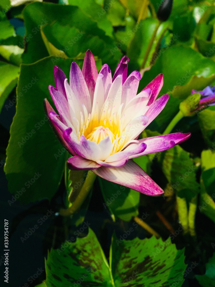Obraz premium pink water lily