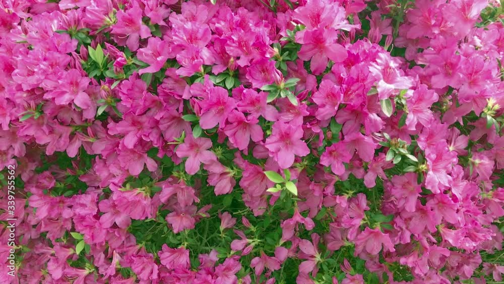 Wall of pink azalea plants gently blowing in the breeze, background and wallpaper Wall of pink azalea plants gently blowing in the breeze, background and wallpaper