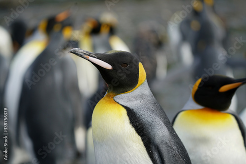 One Penguin