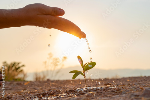 Hand nurturing and watering young baby plants growing in germination sequence on fertile soil at sunset background photo