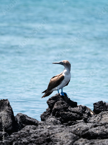 Blue-footed Booby bird photo