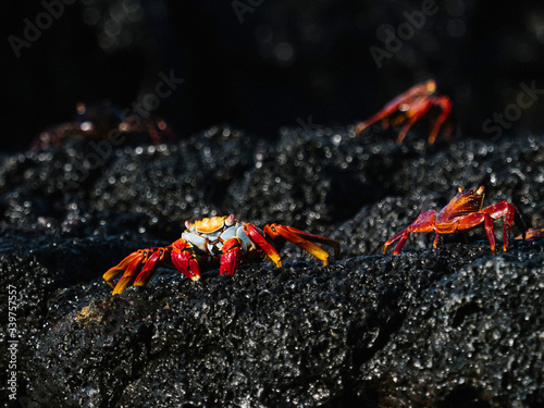 Sally Lightfoot crabs