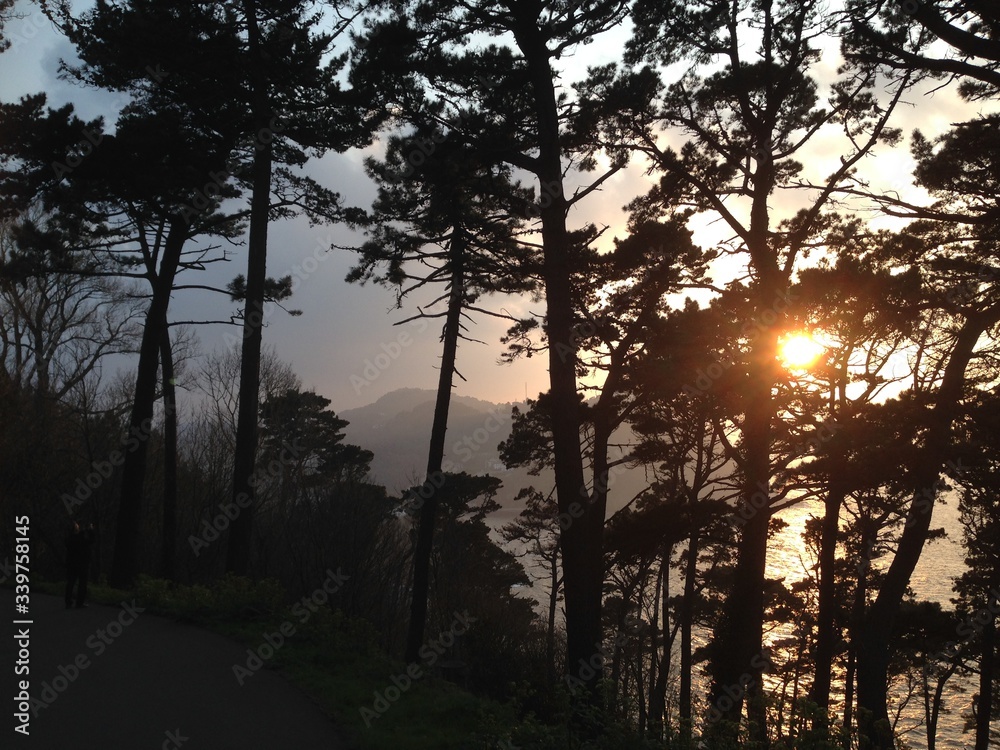 Sunset through the Trees