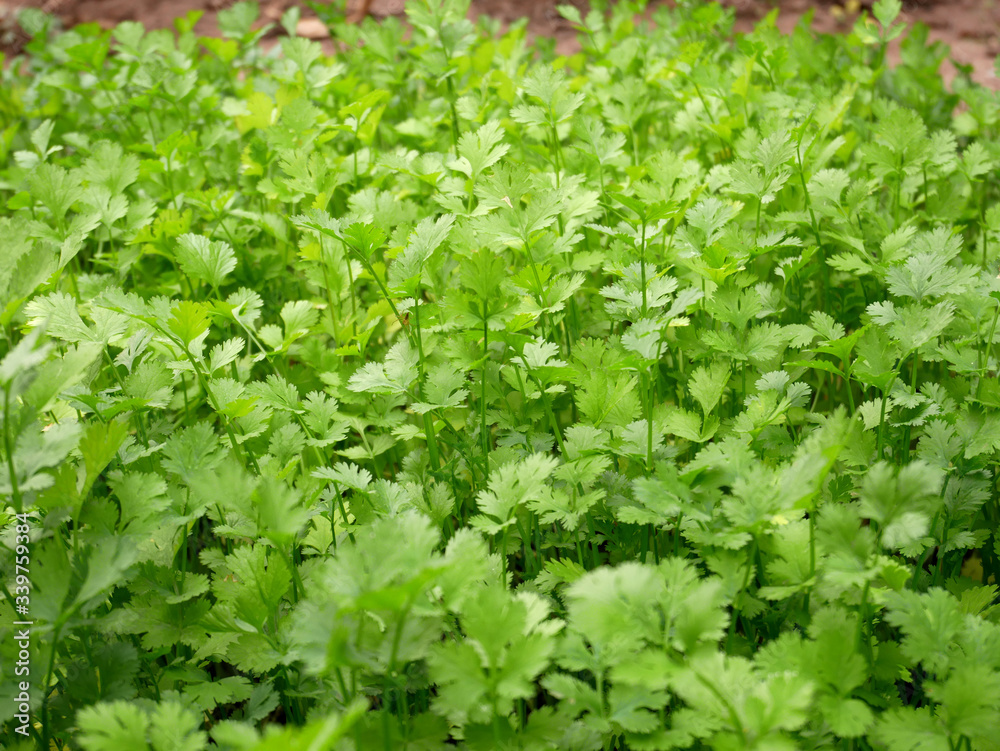 organic parsley farm, green lettuce background organic parsley farm, green lettuce background