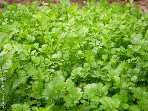 organic parsley farm, green lettuce background