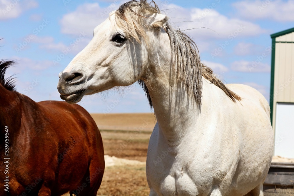 Obraz premium Beautiful horse on pasture. Pastures on small acreage can mean better grazing for your horses. Many horse owners try to keep their horses on pasture.