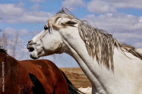 Beautiful horse on pasture.   Pastures on small acreage can mean better grazing for your horses. Many horse owners try to keep their horses on pasture.

