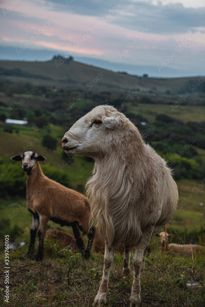 Fototapeta premium goat with their partner
