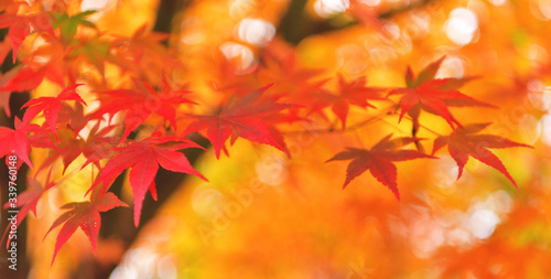 もみじ　紅葉
