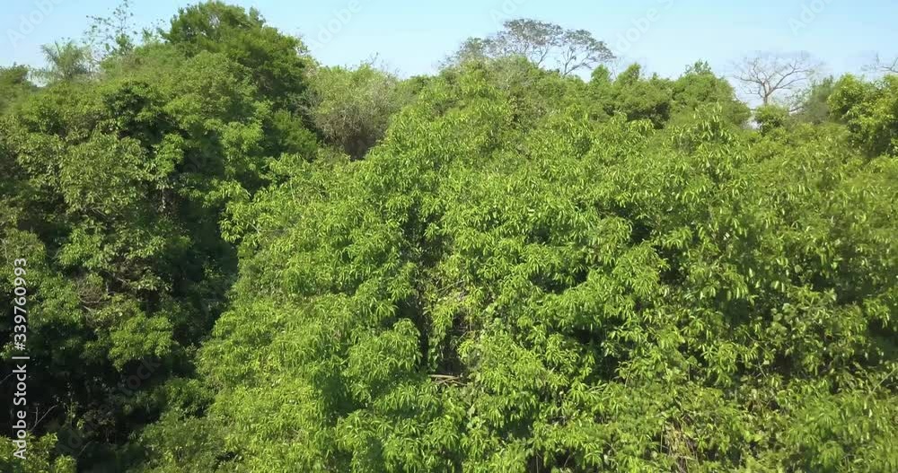 Flying Above Rainforest on Sunny Summer Day, Drone Aerial View Flying Above Rainforest on Sunny Summer Day, Drone Aerial View