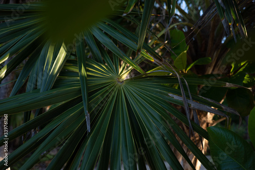 jungle leaves 