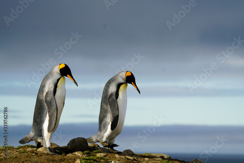 Two Penguins Looking Down 