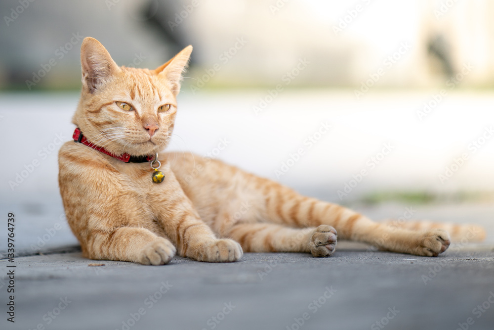 Yellow cat lies down on one's side, eyes half closed. Yellow cat lies down on one's side, eyes half closed.