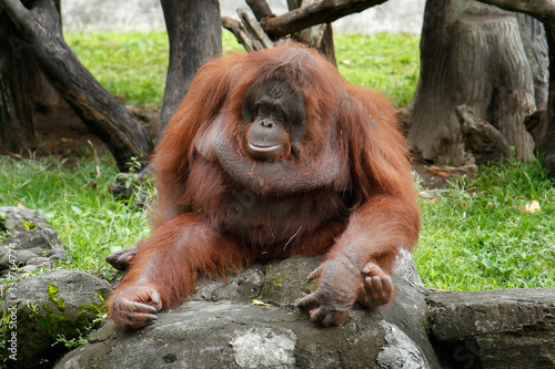 orang utan in the zoo © Ibenk.88