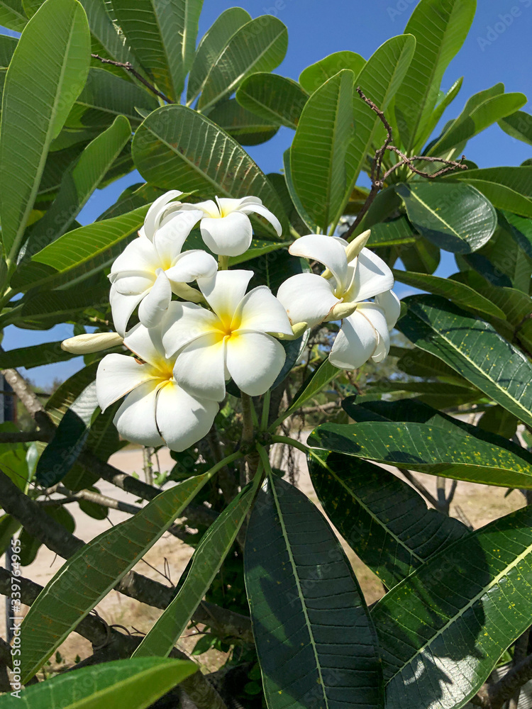 photo colored tropical flower in Thailand photo colored tropical flower in Thailand