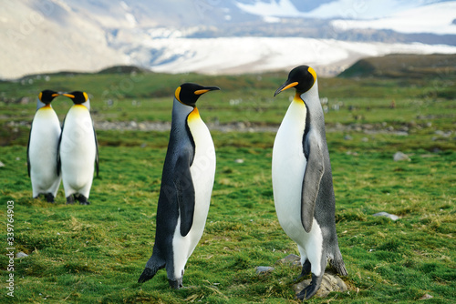 Two Penguins Standing