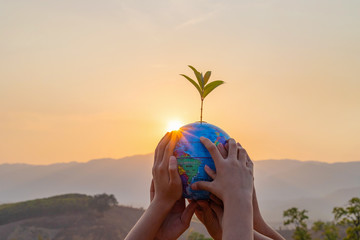 World environment day concept: Earth globe ball and growing tree in human hands at sunset background.
