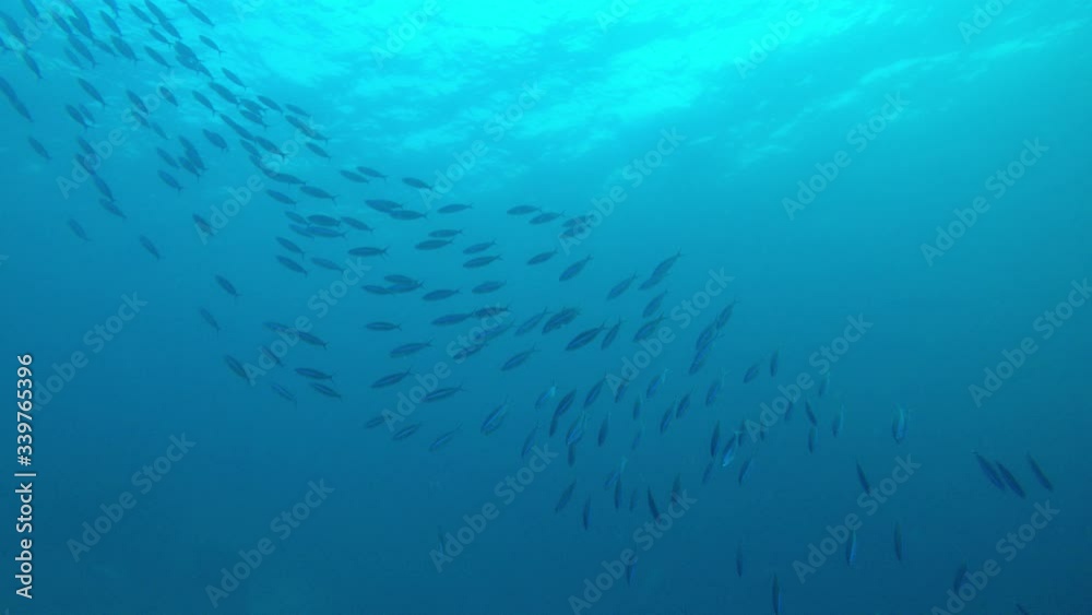 Sardines fish underwater Sardines fish underwater