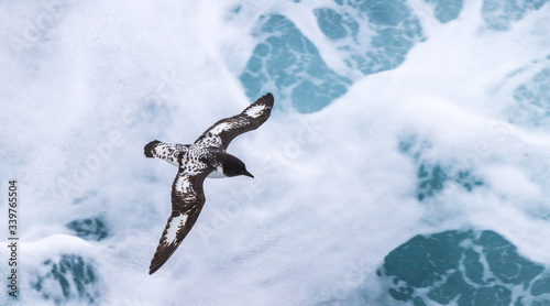 Cape petrels 