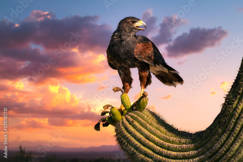 Valokuvatapetti Harris Hawk flying. Isolated hawk against blue sky