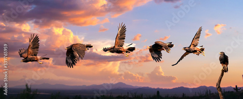 Harris Hawk flying. Isolated hawk against blue sky photo