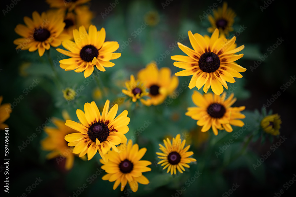 Black Eyes Susans Black Eyes Susans