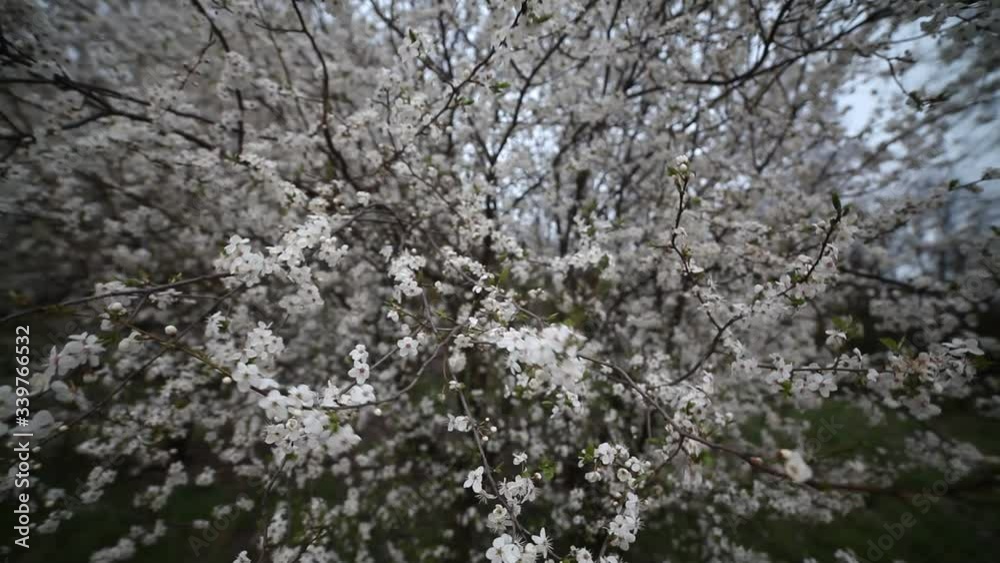 Cherry blossom, beautiful spring background, wide angle view. A gusty wind shakes the branches of a blossoming cherry in spring. Cherry blossom, beautiful spring background, wide angle view. A gusty wind shakes the branches of a blossoming cherry in spring.