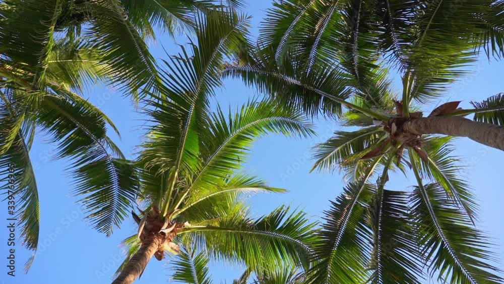 Vertical Low Angle Twisting Shot of Palm Trees Against Blue Sky Vertical Low Angle Twisting Shot of Palm Trees Against Blue Sky