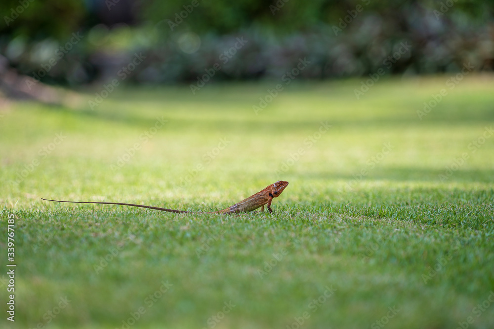 Lizard strolling in the green grass in Thailand, close up. Animal and nature concept.