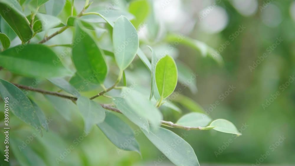 Banyan leaves in garden. Banyan plant or banyan tree in dolly shot 4K. Banyan leaves in garden. Banyan plant or banyan tree in dolly shot 4K.