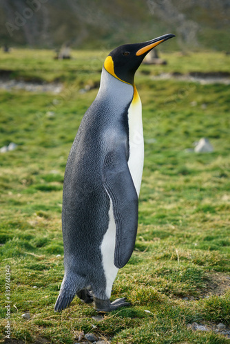 Solo King Penguin on Grass