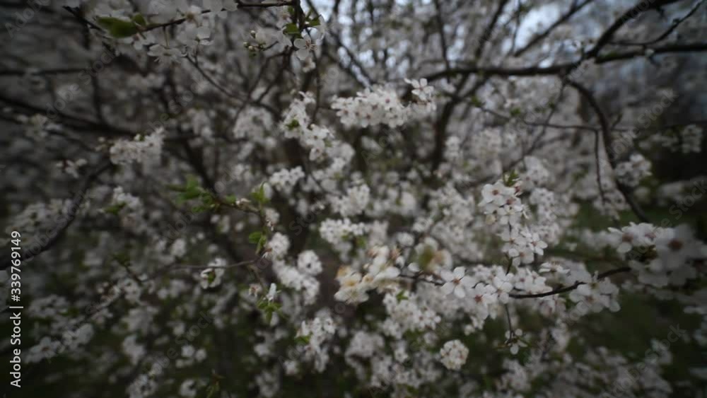 Beautiful cherry blossom in spring. Spring garden in the evening light. Beautiful cherry blossom in spring. Spring garden in the evening light.