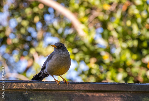 A bird isolated perched on the gutter of a suburban home image in horizontal format