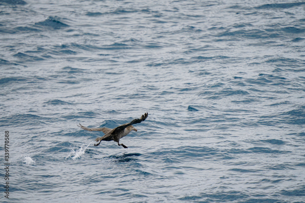 Fototapeta premium Bird Flying on Water