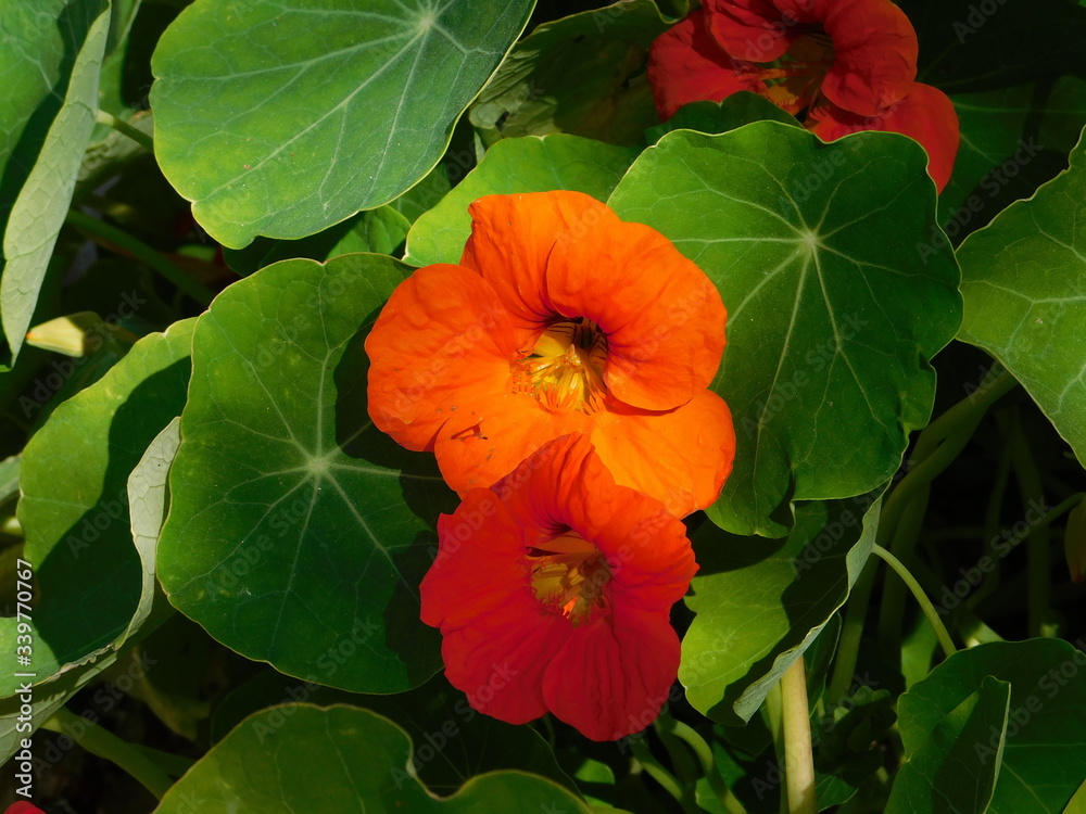 Garden nasturtium, or Tropaeolum majus, orange flowers Garden nasturtium, or Tropaeolum majus, orange flowers
