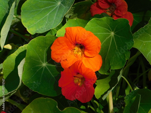 Garden nasturtium  or Tropaeolum majus  orange flowers